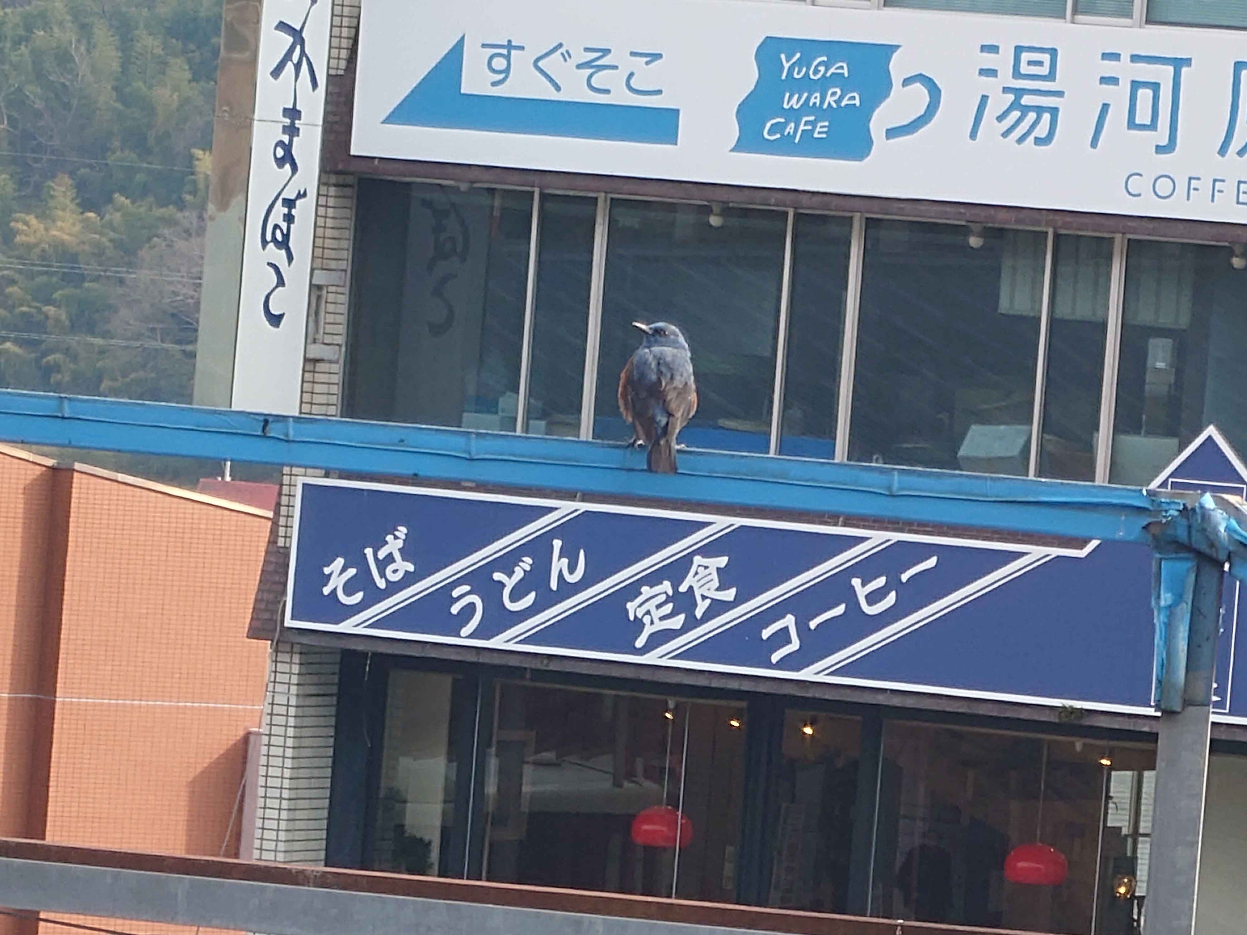 イソヒヨドリ？