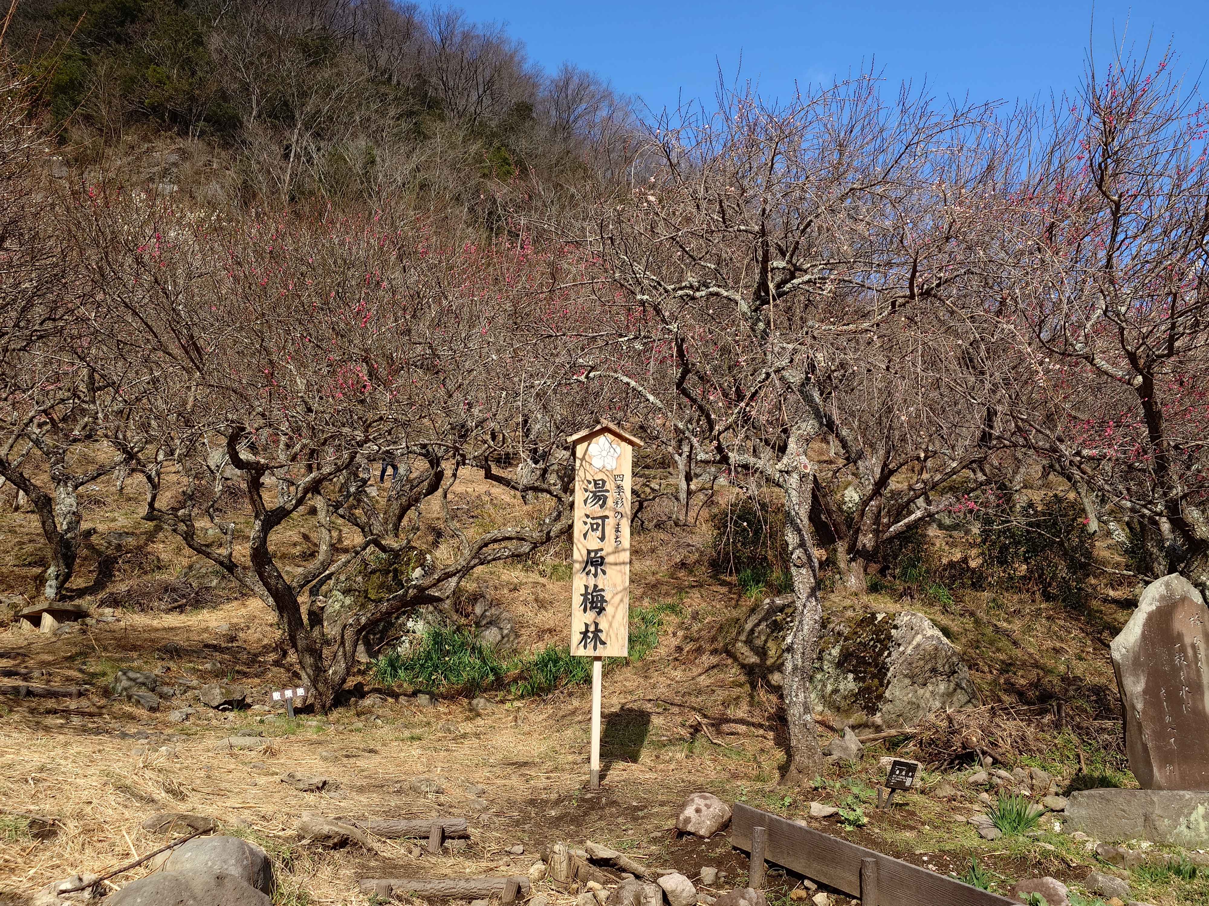 湯河原梅林