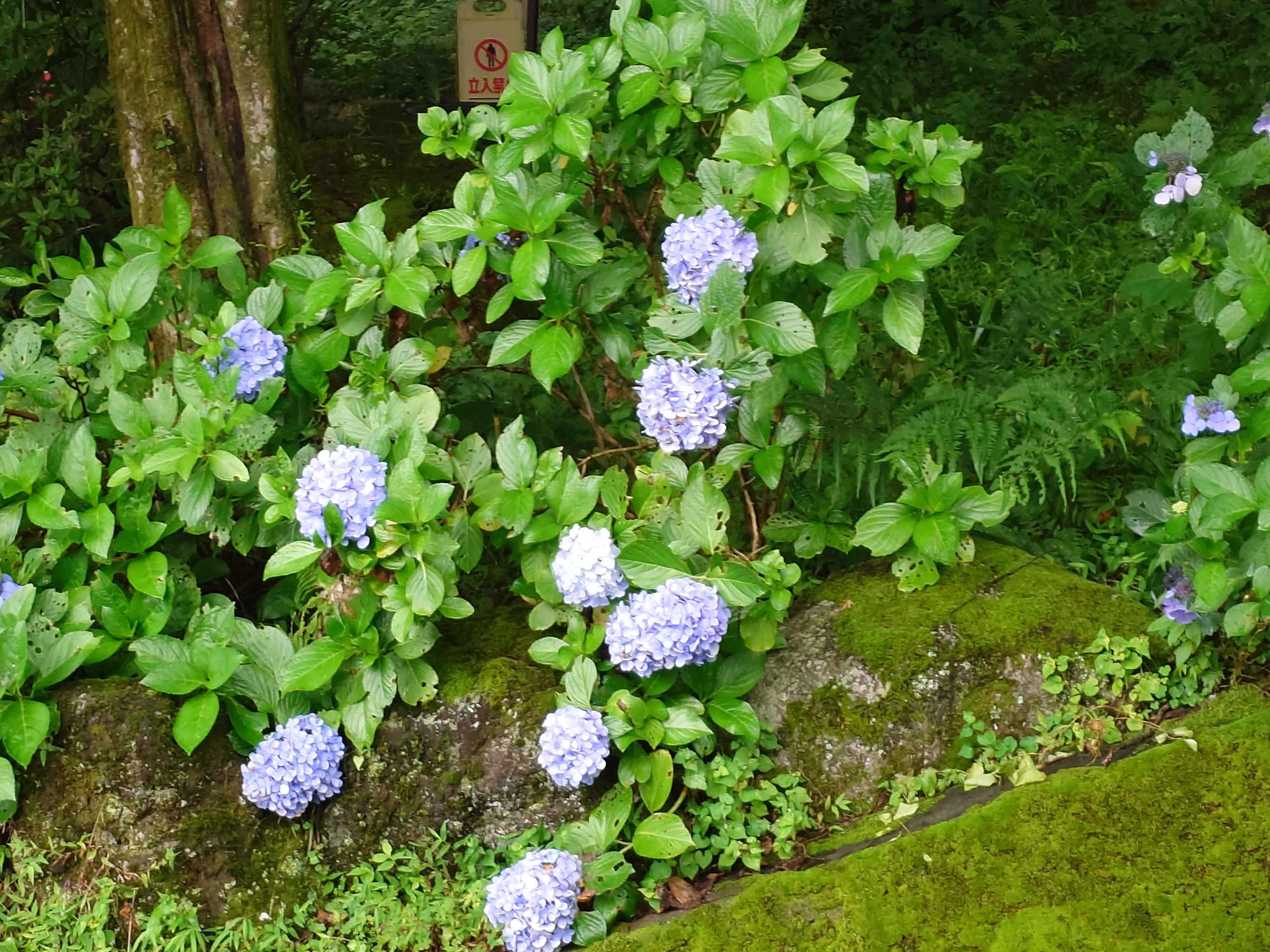 紫陽花さん