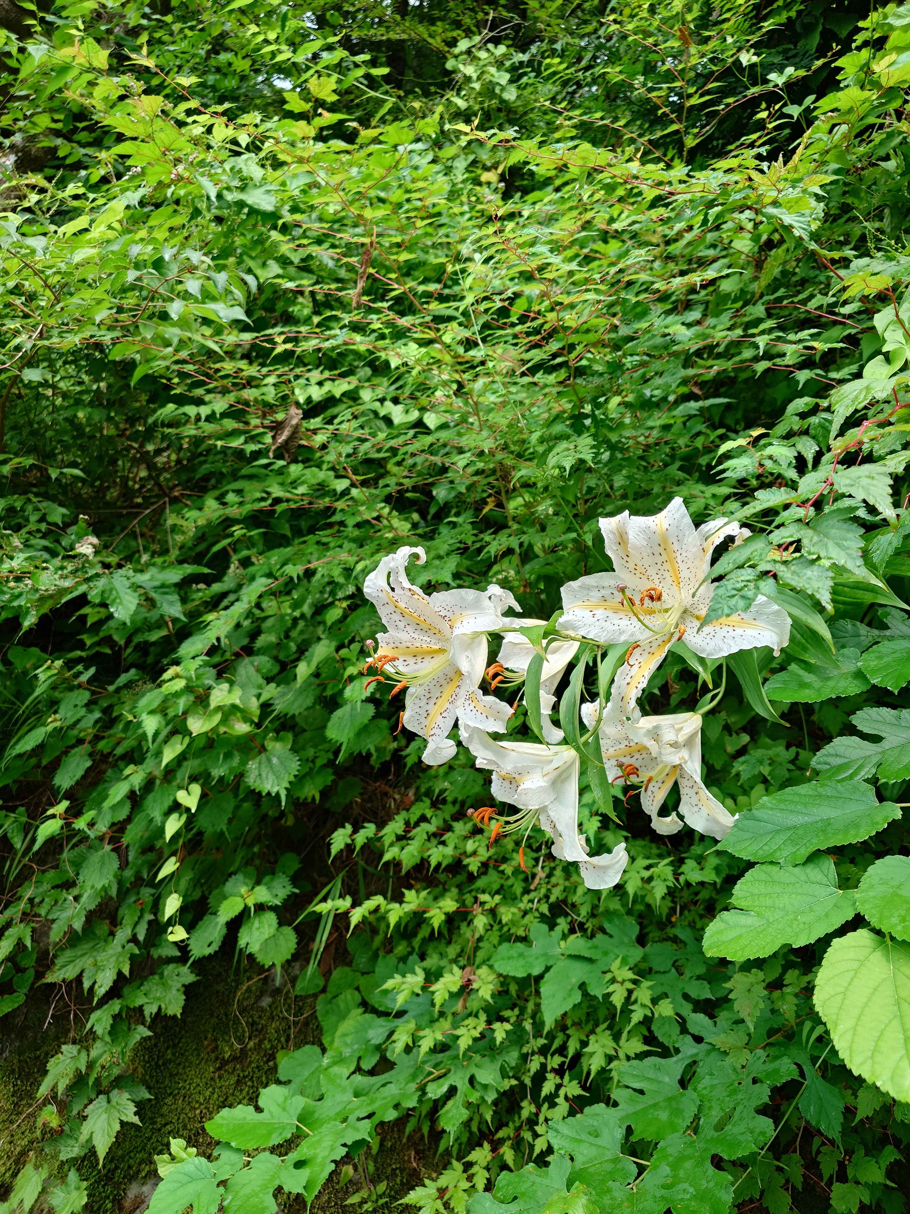 百合
